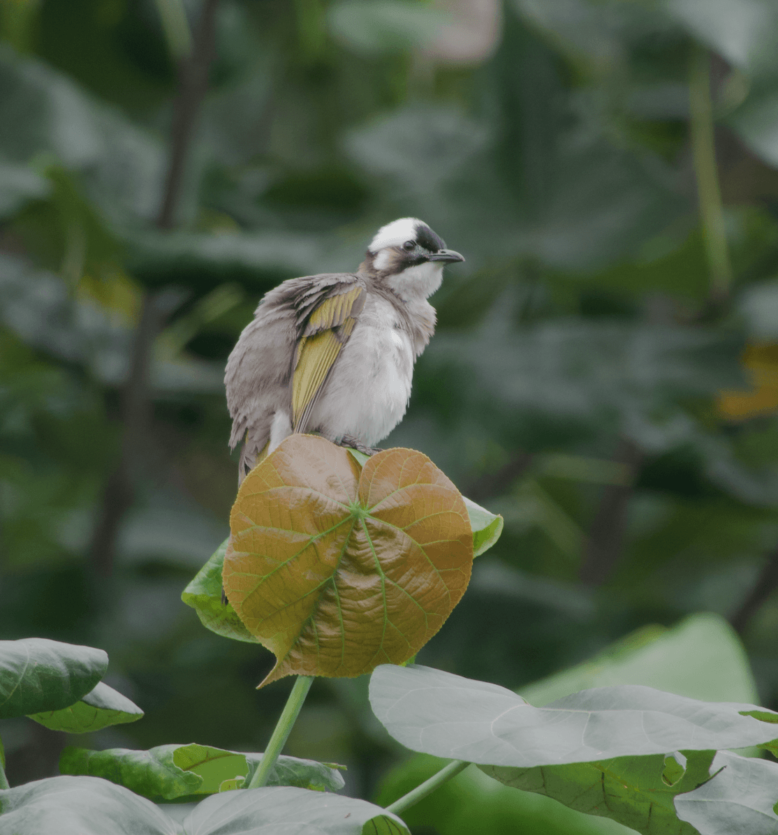 Taiwan