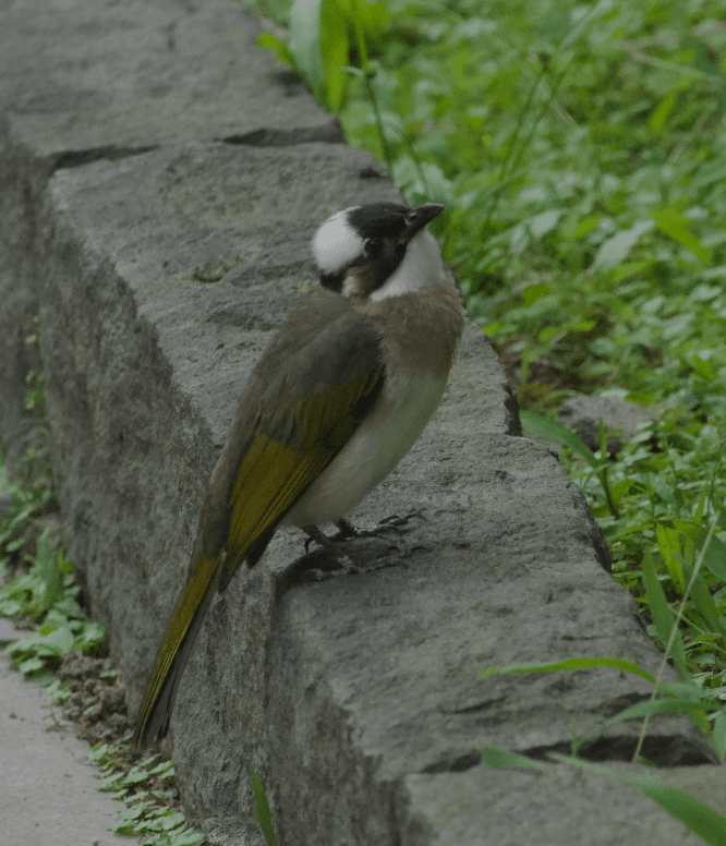 Taiwan